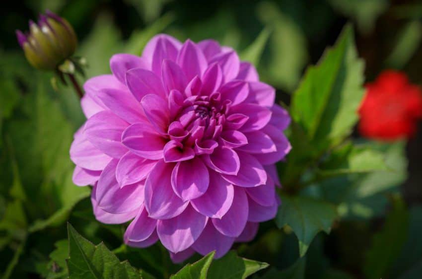 Dahlias