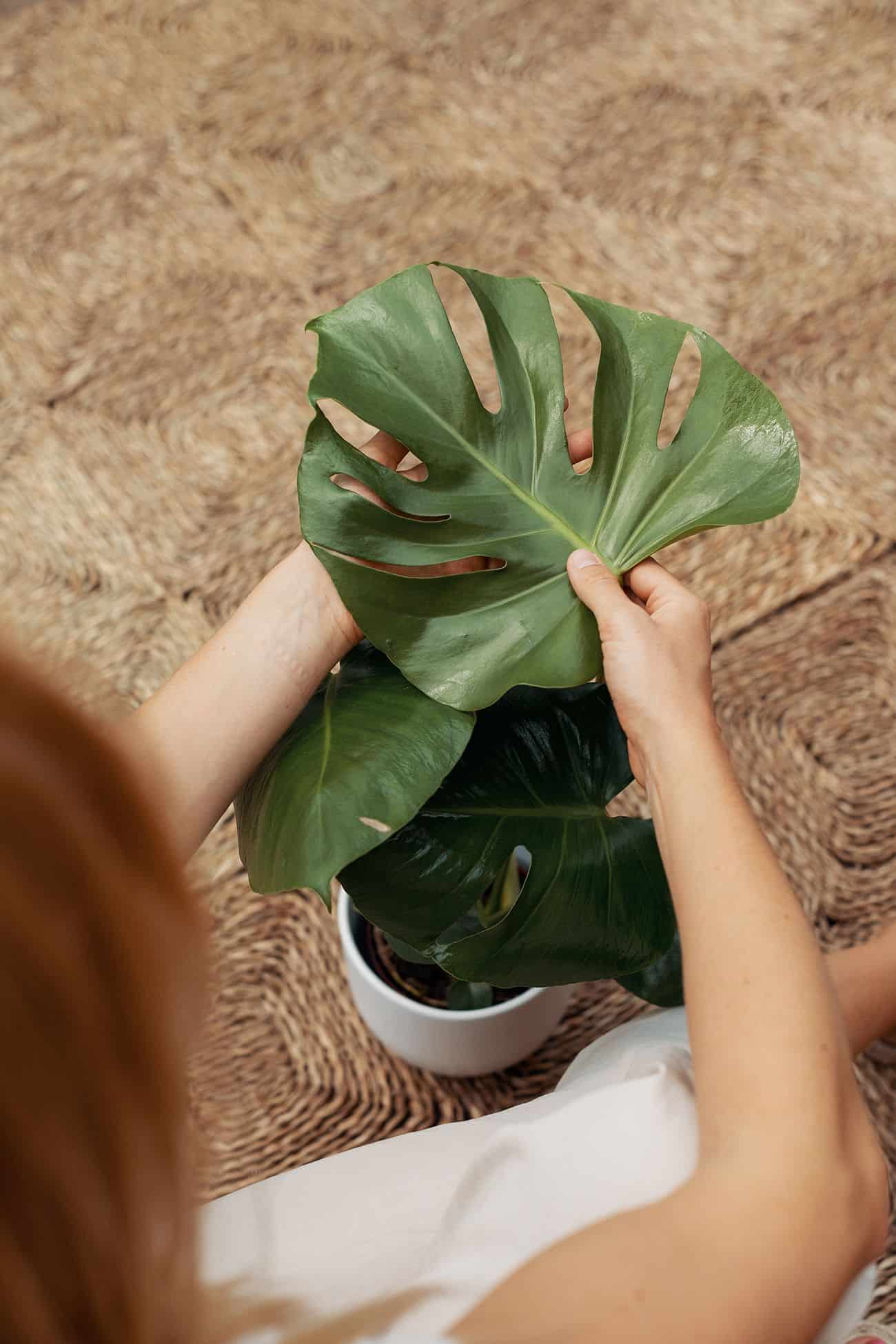 Las 5 mejores plantas para purificar tu hogar