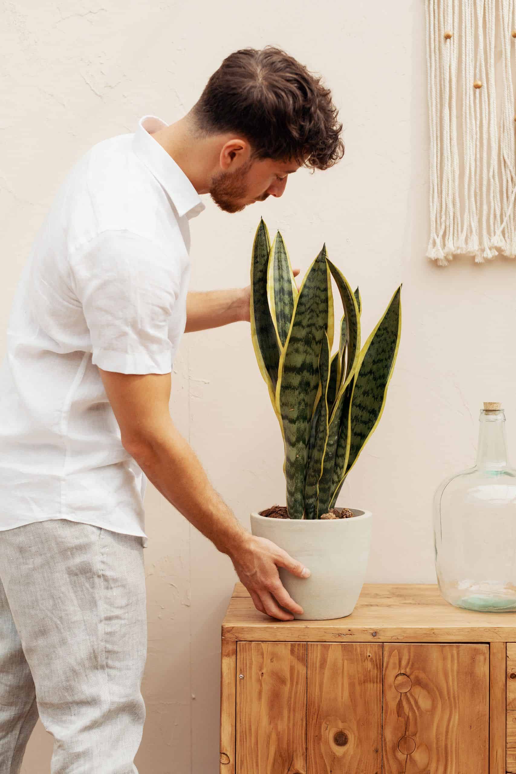 Las 5 mejores plantas para purificar tu hogar
