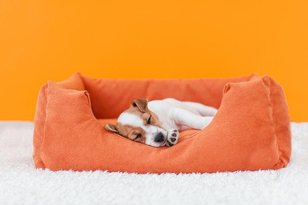 Cómo mantener limpia y en buen estado la cama de tu mascota