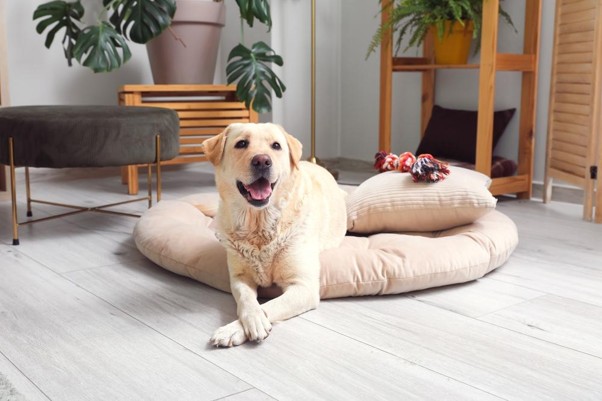 Cómo mantener limpia y en buen estado la cama de tu mascota