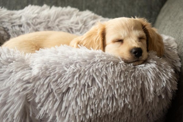 Cómo mantener limpia y en buen estado la cama de tu mascota